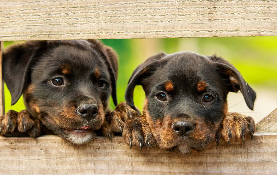 知名宠物饲料专卖店